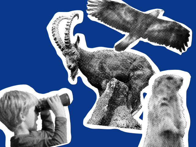 Collage
